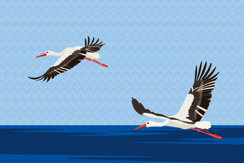 two storks flying over ocean