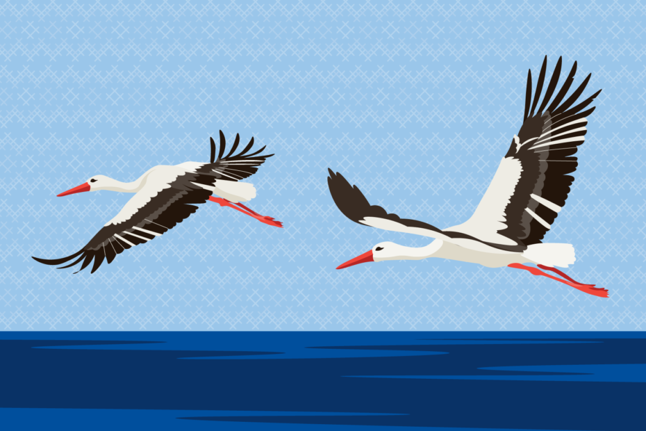 Banner storks flying